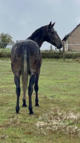 Belle jument appaloosa 8 ans 