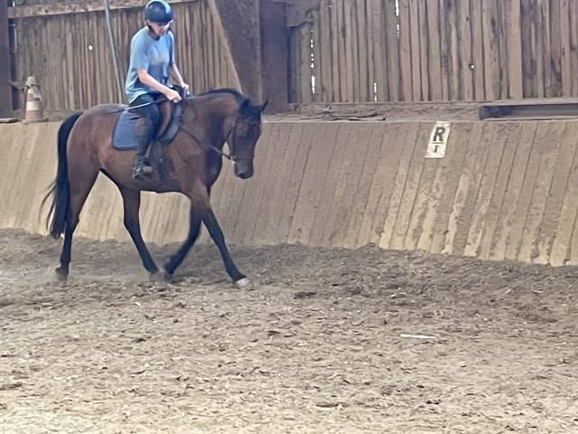 Vends cheval,hongre de 7 ans