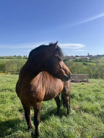 Poney entier taille c