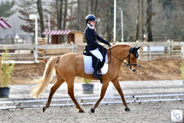 Poney de sport à louer/confier
