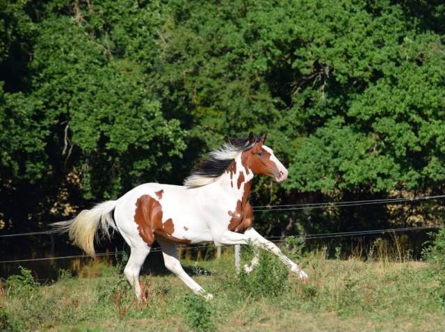 Jeune cheval