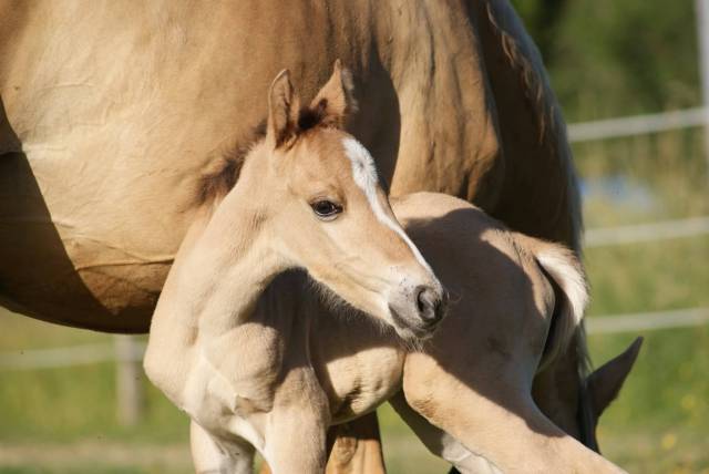Pouliche quarter horse pp