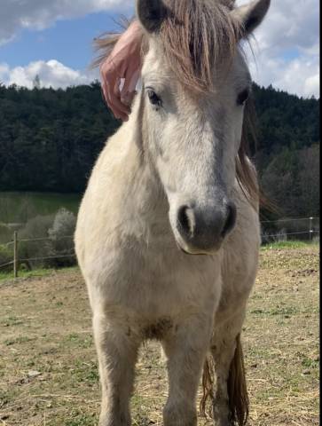 Poney shetland