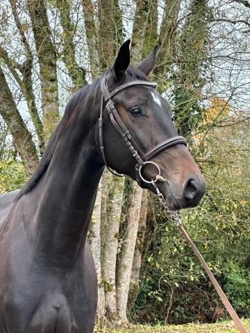 Million hongre 4 ans dressage