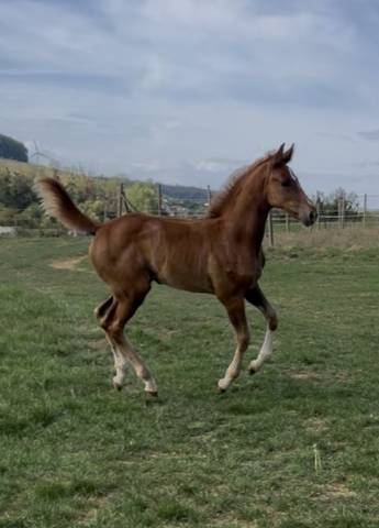 Pouliche kashmir van’t schuttershof - excelsior optimus