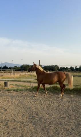 demi-pension pour ma gentille ponette