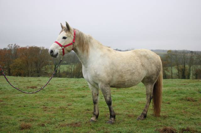 Ponette qualiteuse 6 ans