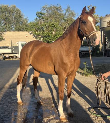à vendre ou à louer hongre de 15ans 