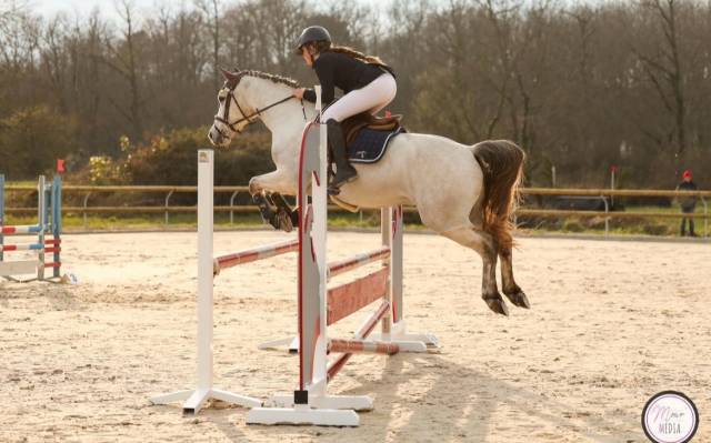 Poney de sport à louer ou a vendre