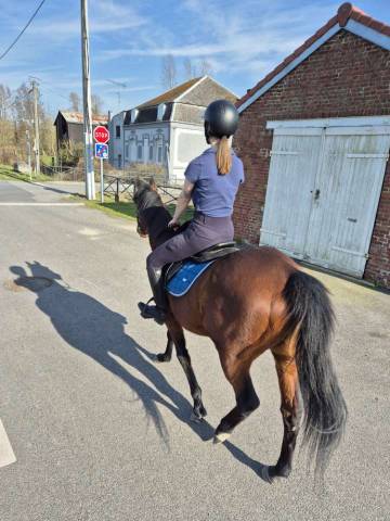 Frenchie - pur sang anglais - 6 ans