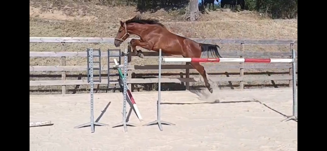 Belle jument 2 ans