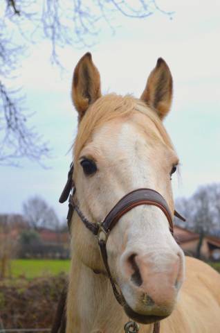 Vizir el tashunka  cheval a vendre 2500 