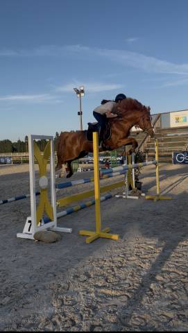 Poney français de selle entier 5 ans 