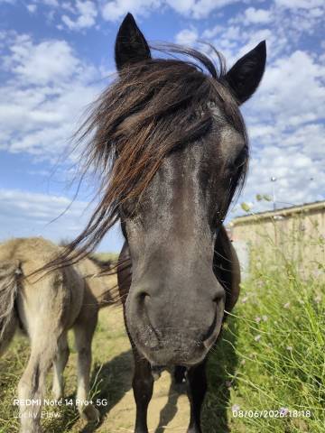 Shetland pp pleine et suitée