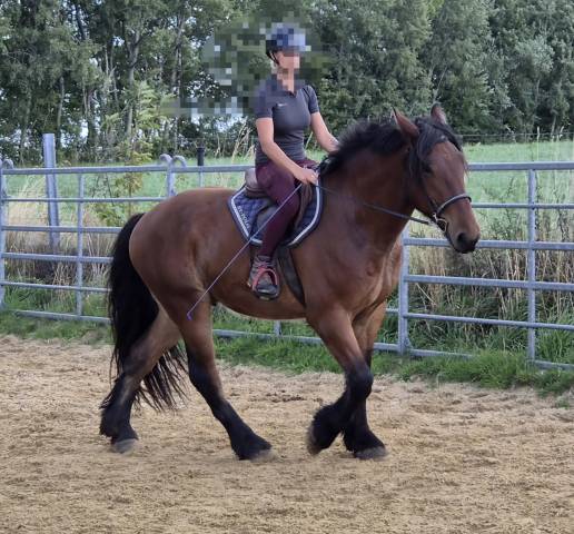 Hongre croisé cob normand trait belge de 3 ans