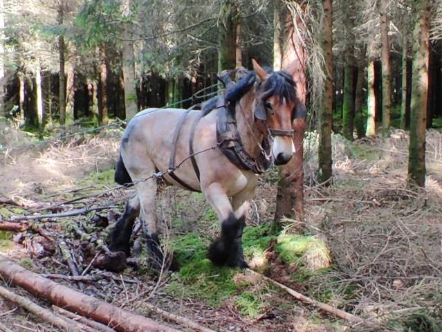 Jument trait belge de 4 ans