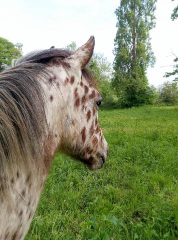 Poulain cheval