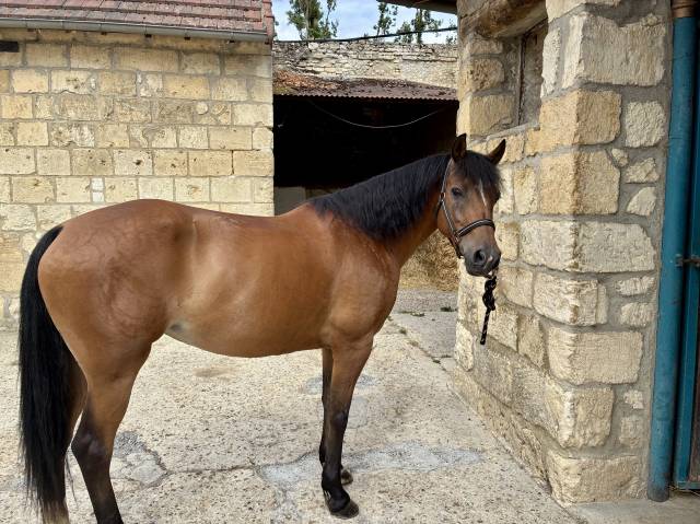 Ponette de sport pfs de 12 ans
