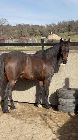 Cheval de 10 ans