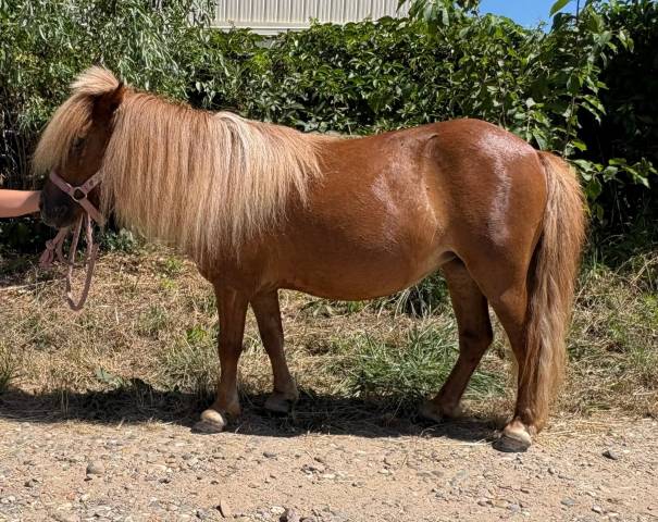 Poney shetland pp