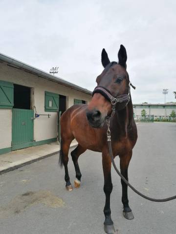 Dp hongre écurie limours