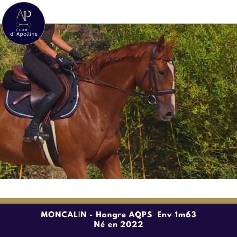 Top aqps 4 ans