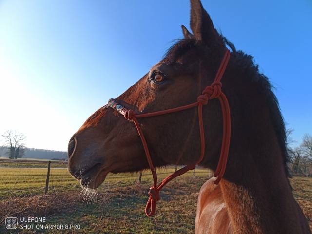 Cheval recherche famille 5*