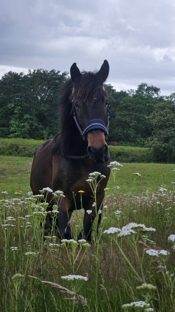 Castillonnais hongre de 3 ans