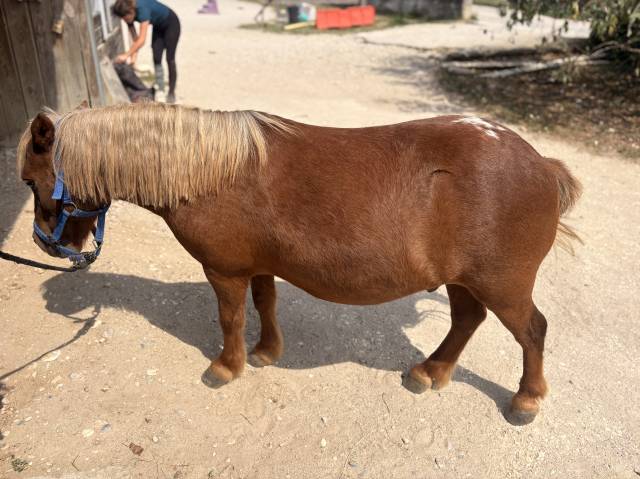 à vendre shetland pour compagnie