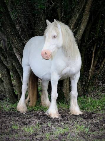 Jument irish cob 
