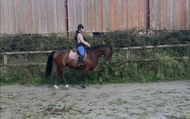 Cheval selle français 