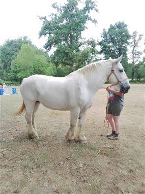 Jument percheronne 13 ans 