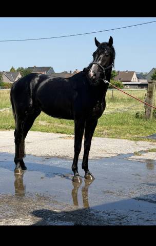 Cheval d’exception