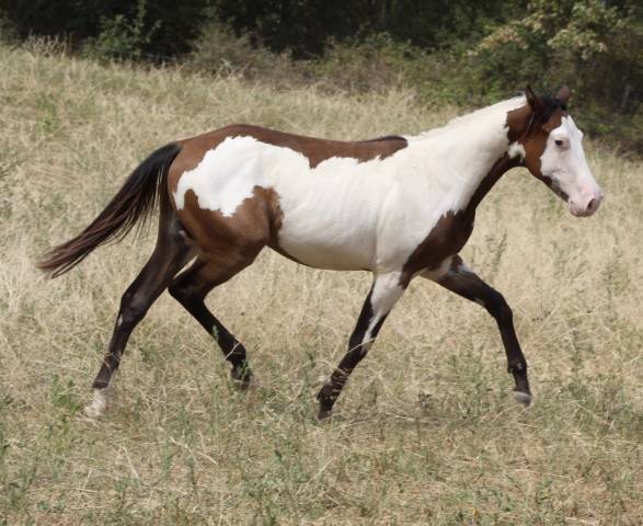 Hongre paint horse