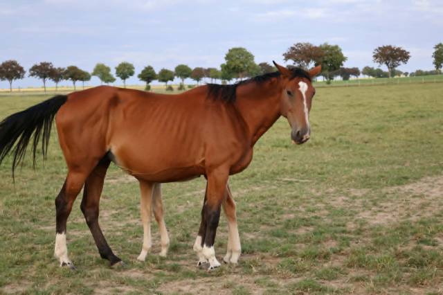 Poulinière sf pleine et suitée