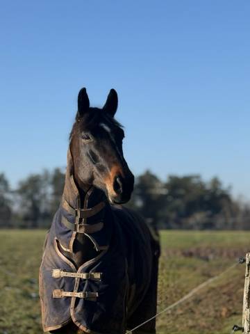 Hongre de 7 ans - moyens pro 2 min