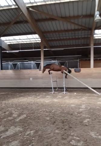 Vend poney c 4 ans cso
