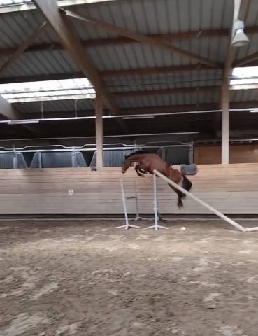 Vend poney c 4 ans cso
