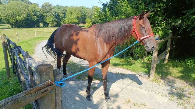 Pouliche 6 ans trotteur français 