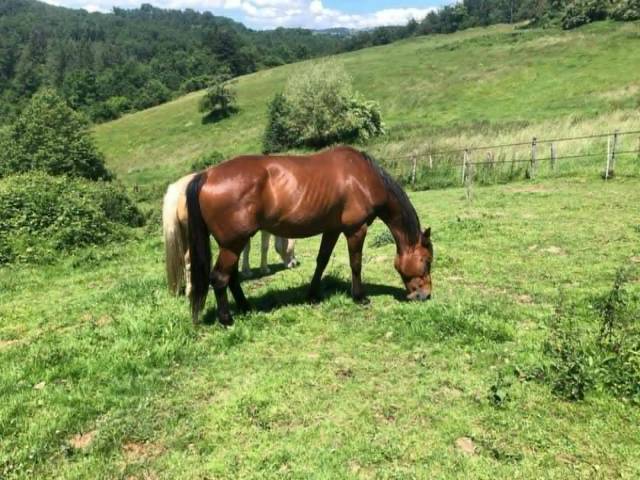 Hongre trotteur français 11 ans