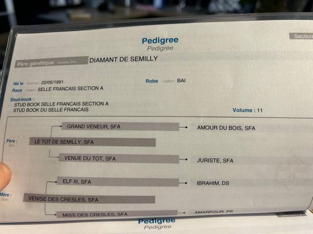 Jument 6 ans 