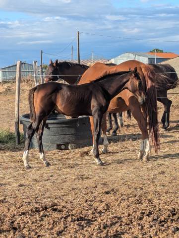 Poulain sf dartagnan de beliard 