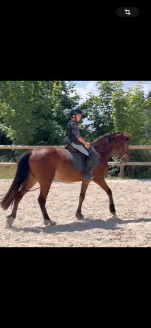 Poney pp 4 ans 