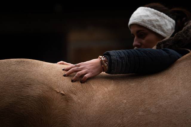 Stage massage anatomie biomécanique bien-être du cheval