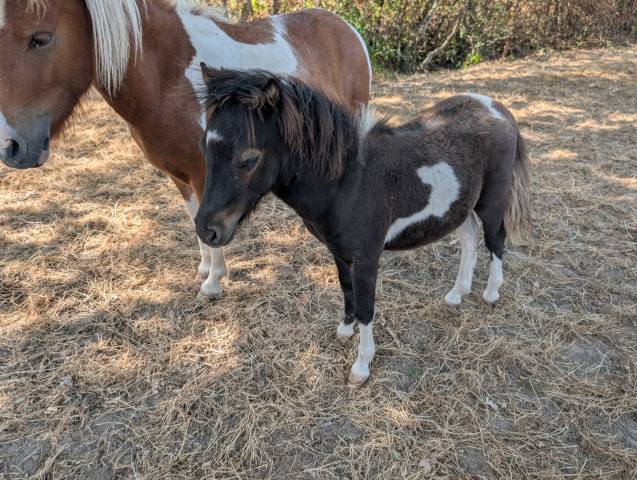 Poney shetland