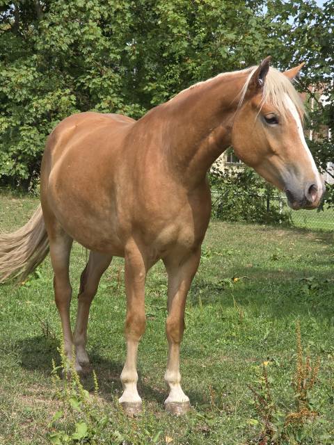 Haflinger 