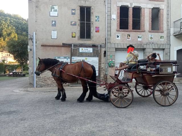 Cheval de trait ardennais