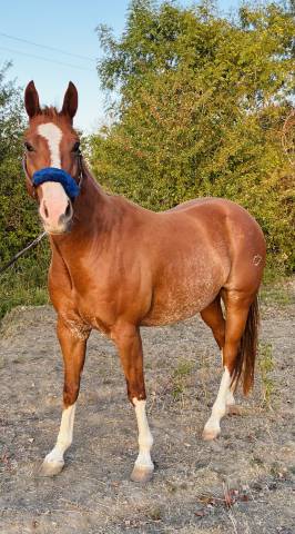 Hongre quarter horse
