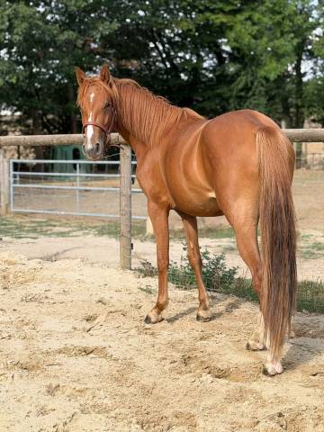 Pouliche pfs 2 ans