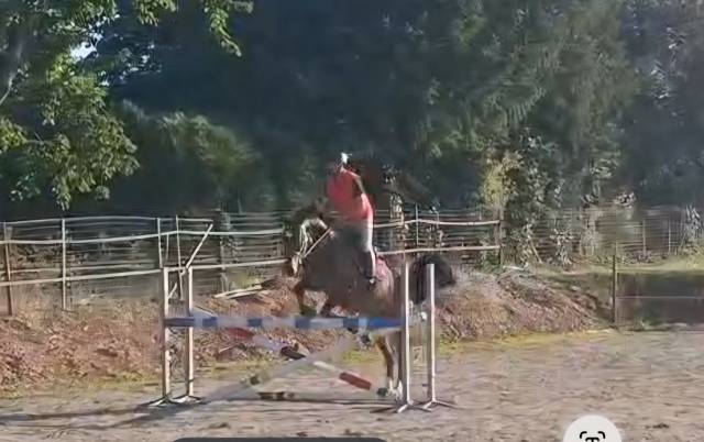 Fils de emerald- beau hongre de 4 ans.offre bien venue.